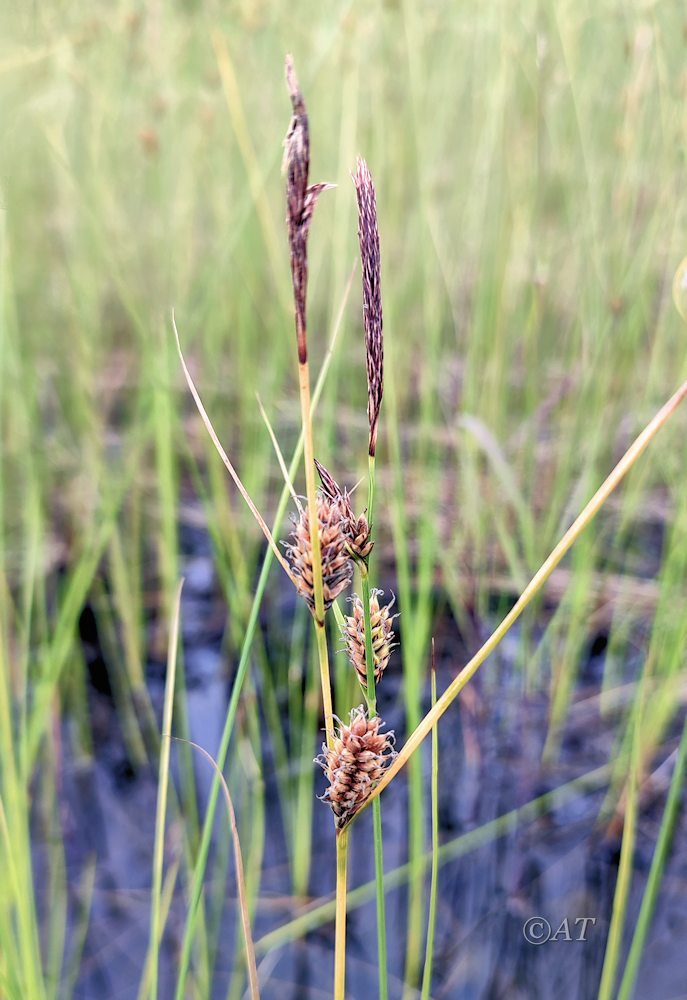 Изображение особи Carex lasiocarpa.