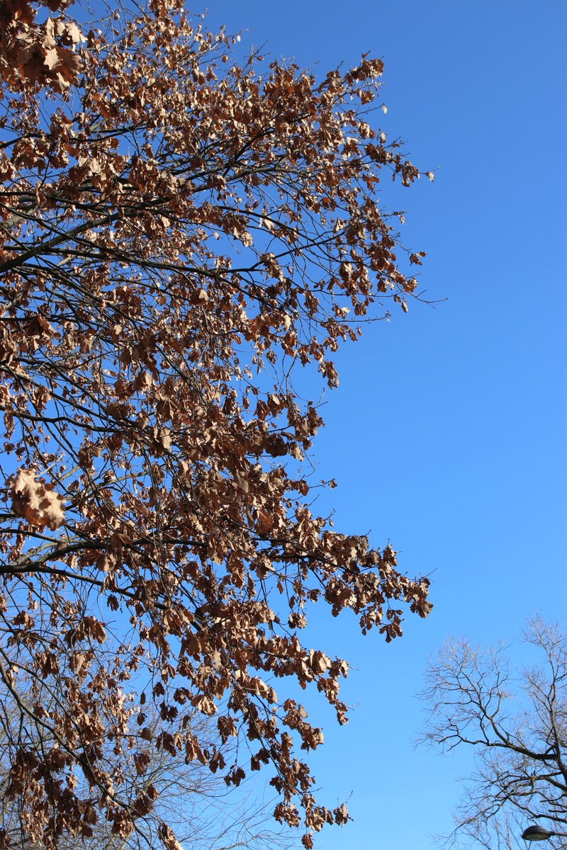 Изображение особи Quercus robur.