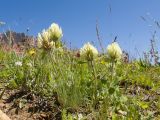 Trifolium trichocephalum. Цветущее растение. Кабардино-Балкария, Черекский р-н, окр. с/п Верхняя Балкария, окр. пер. Сев. Курноят, ≈ 2150 м н.у.м., мелкозёмистый участок склона. 29.07.2024.