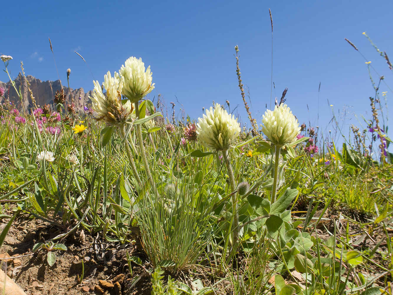 Изображение особи Trifolium trichocephalum.