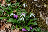 Galanthus woronowii