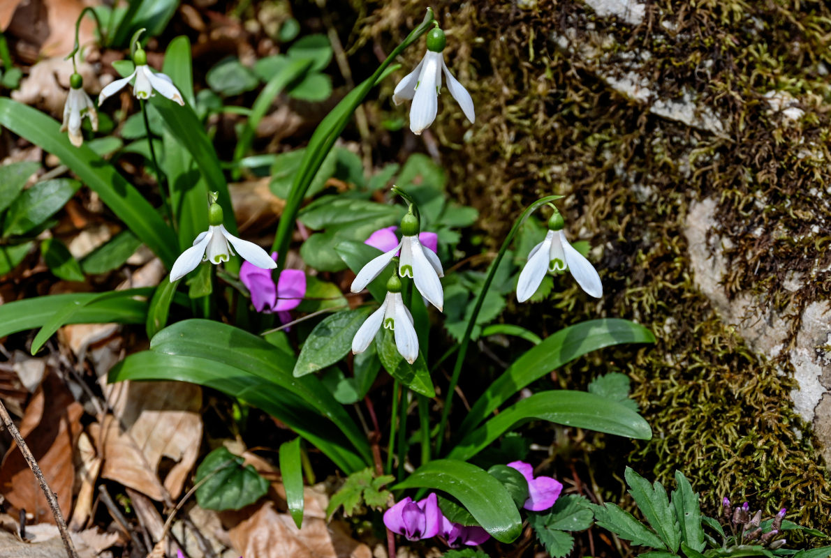 Изображение особи Galanthus woronowii.
