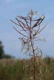 Chamaenerion angustifolium
