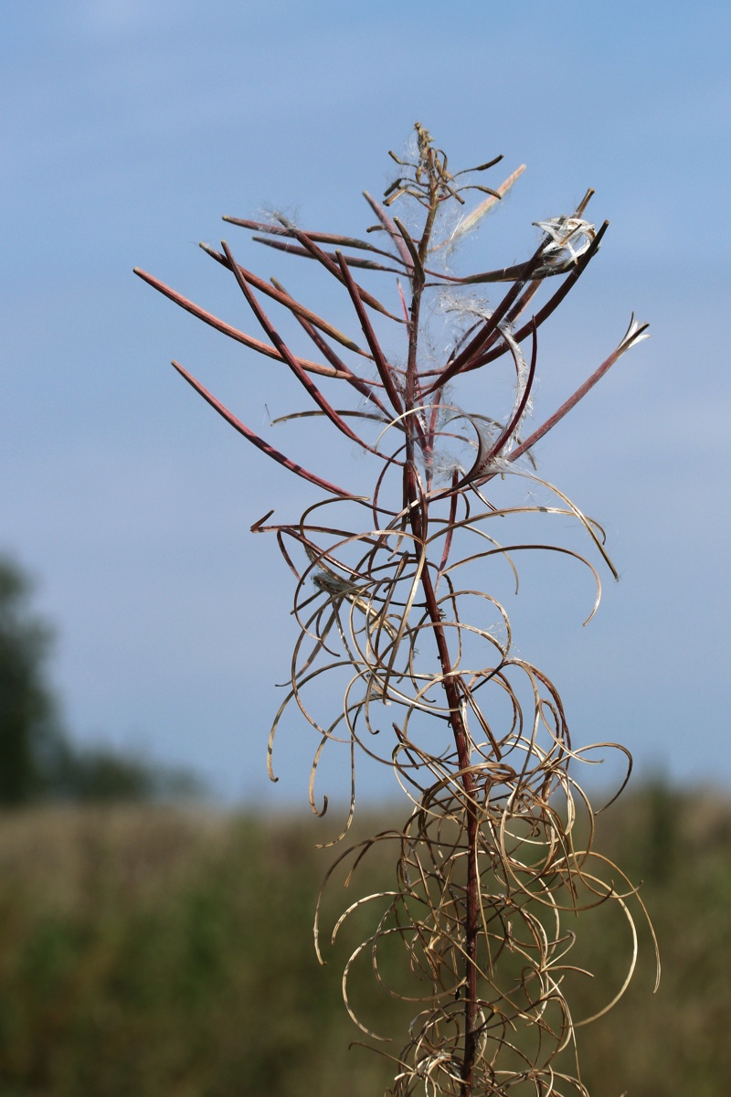 Изображение особи Chamaenerion angustifolium.