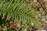 View full-size image Polystichum aculeatum