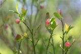 View full-size image Vaccinium myrtillus