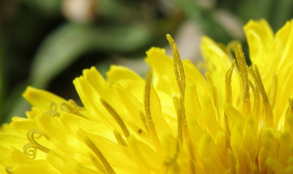 Image of genus Taraxacum specimen.