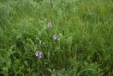 View full-size image genus Polygala