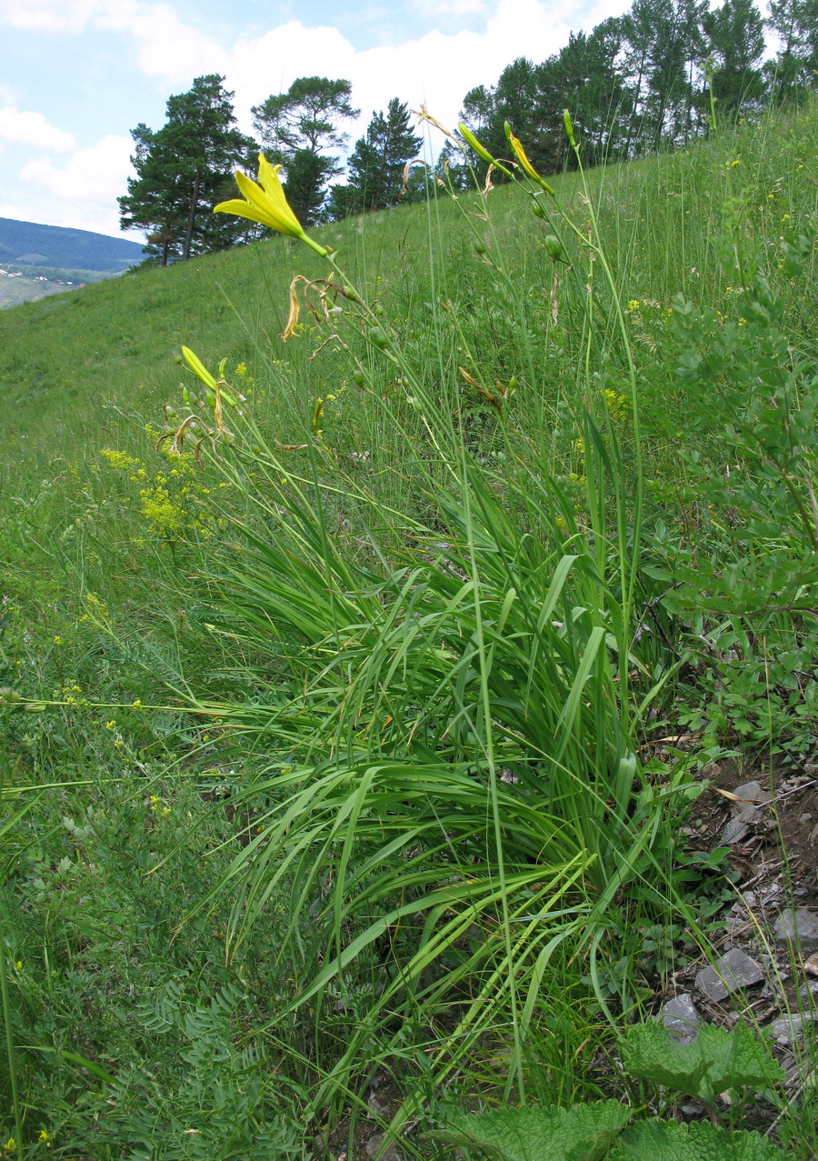 Изображение особи Hemerocallis minor.