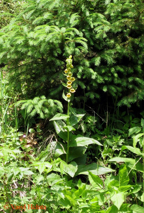 Image of Digitalis grandiflora specimen.