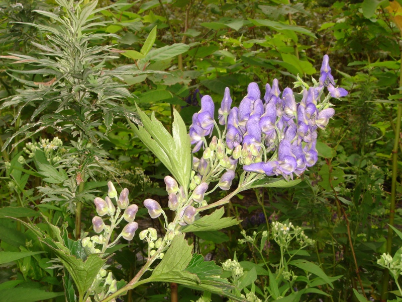 Изображение особи Aconitum kunasilense.