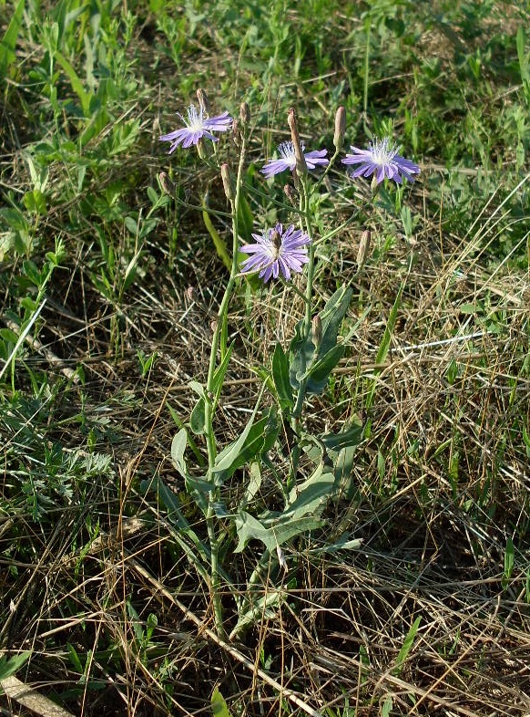 Image of Lactuca tatarica specimen.