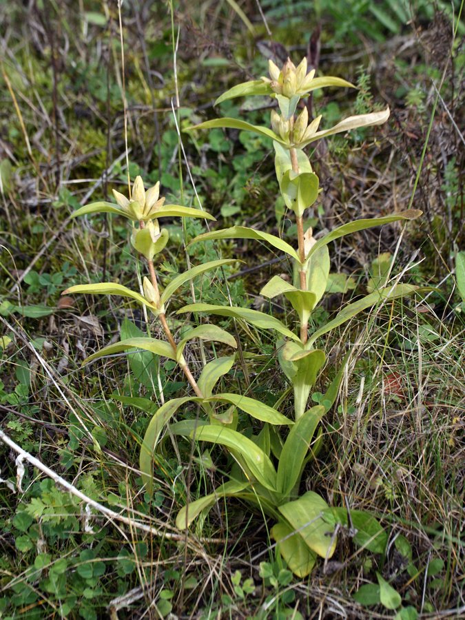 Image of Gentiana cruciata specimen.