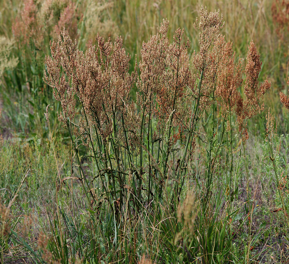 Изображение особи Rumex thyrsiflorus.