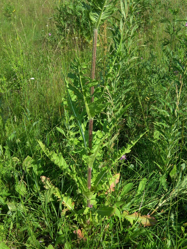 Image of Dipsacus laciniatus specimen.