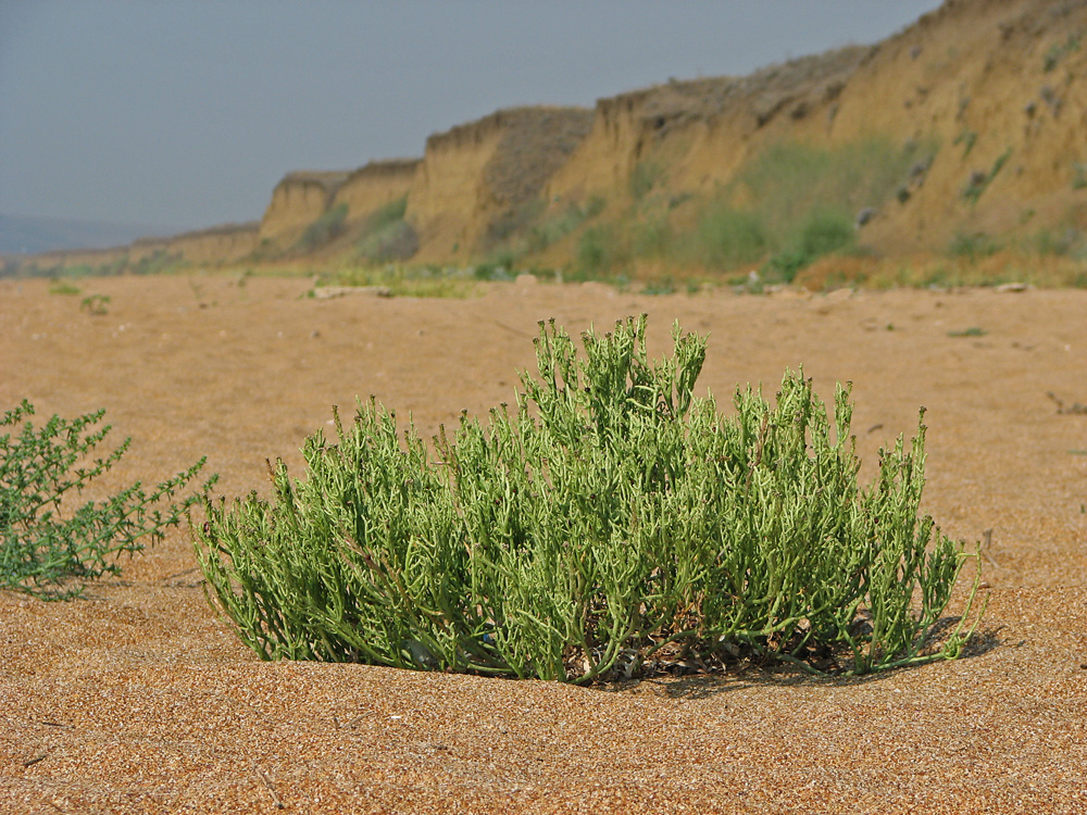 Image of Cakile euxina specimen.