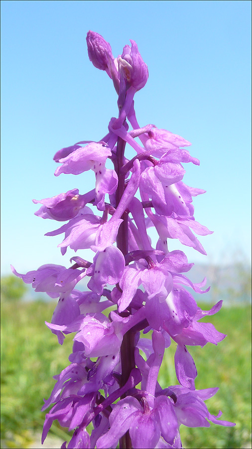 Изображение особи Orchis mascula.