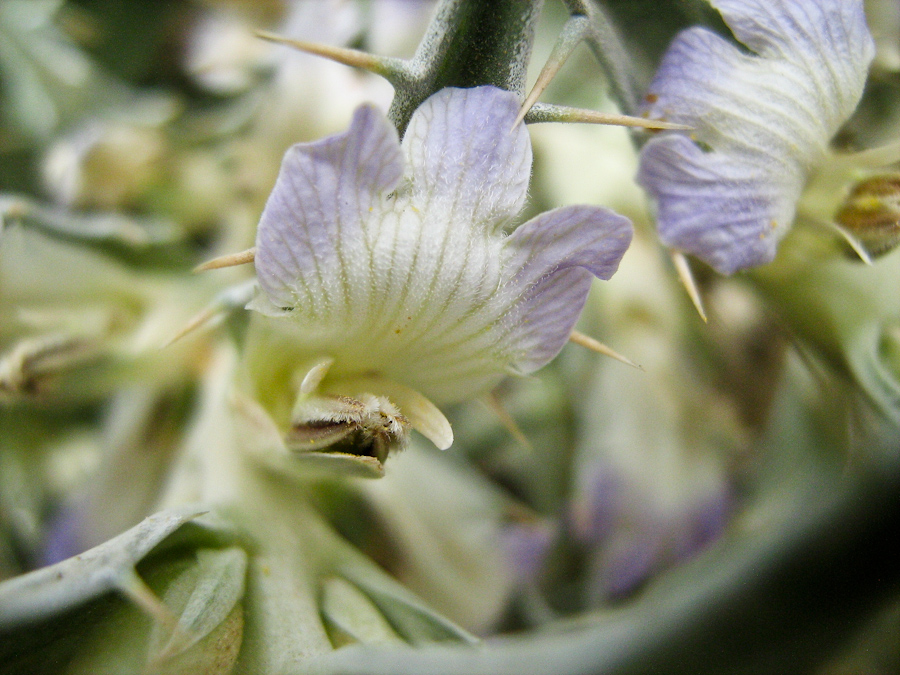 Изображение особи Blepharis attenuata.