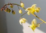 Epimedium × versicolor. Соцветие. Германия, г. Кемпен, в культуре. 12.04.2012.