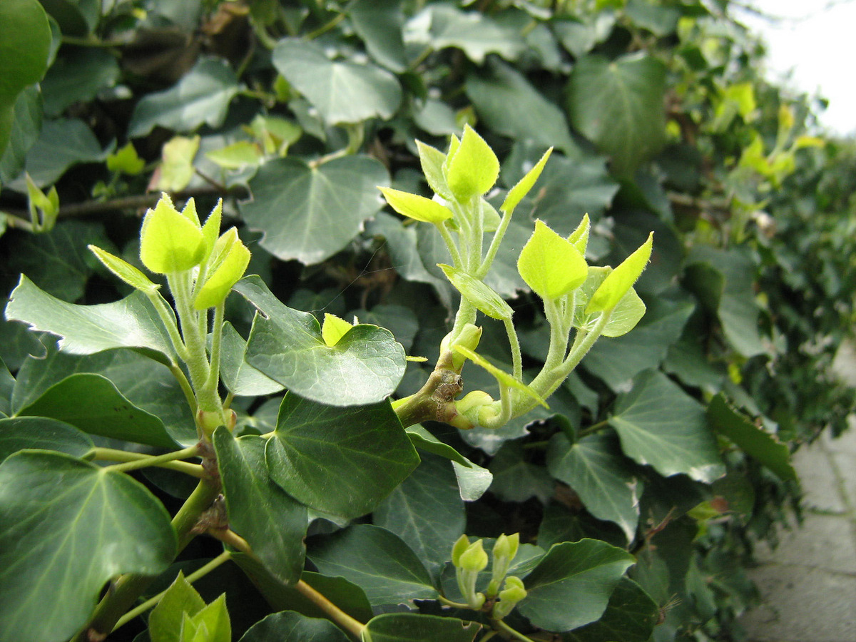 Image of Hedera helix specimen.