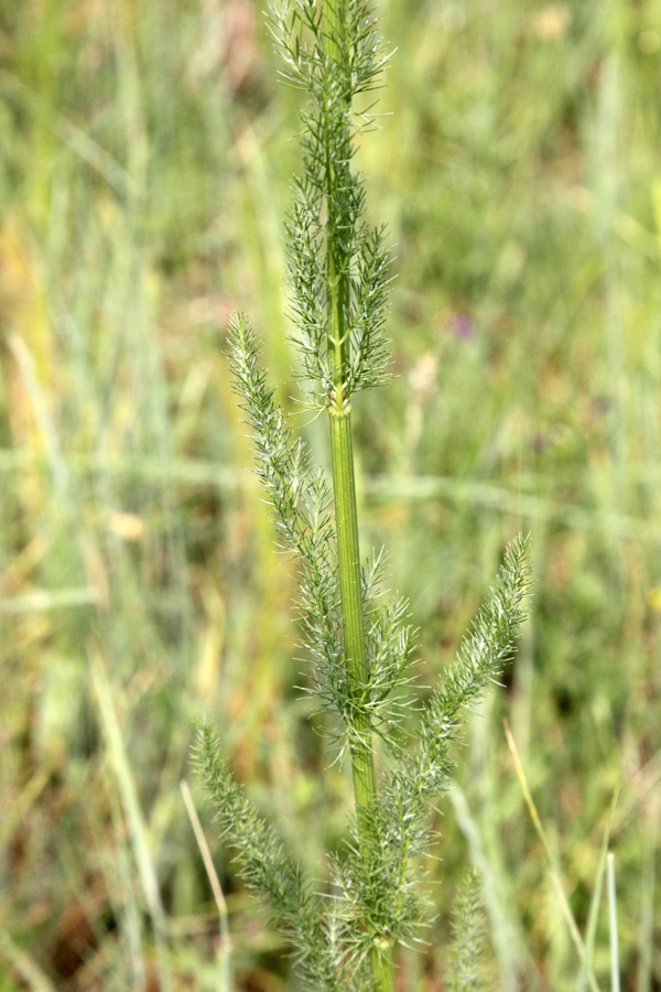 Image of Oedibasis platycarpa specimen.