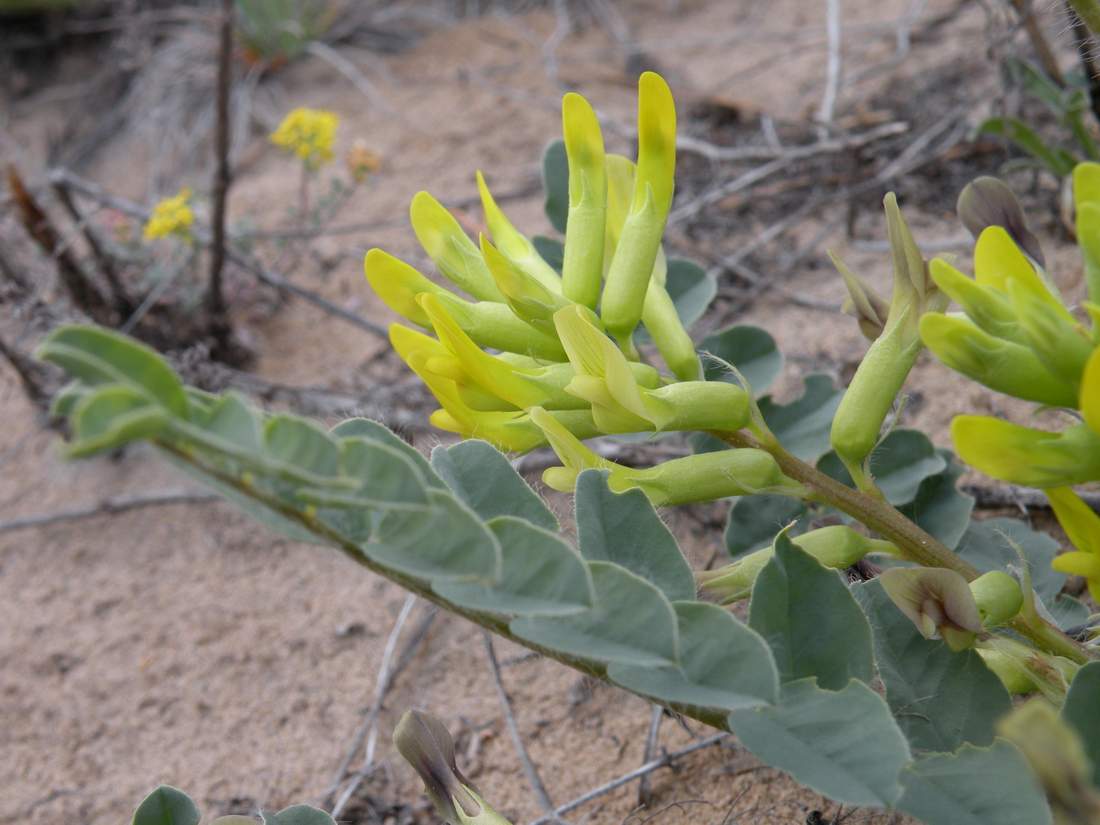 Изображение особи Astragalus altaicola.