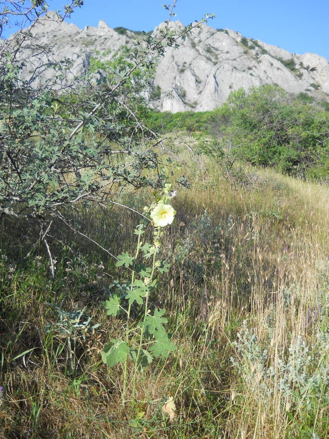 Изображение особи Alcea rugosa.