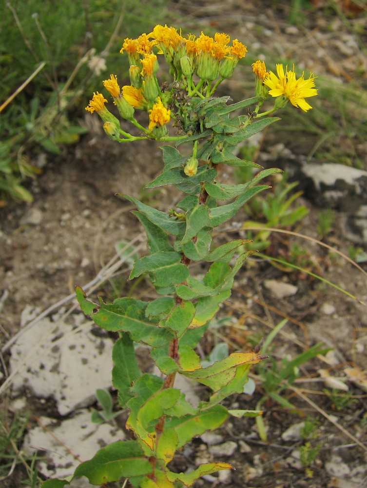 Image of Hieracium virosum specimen.