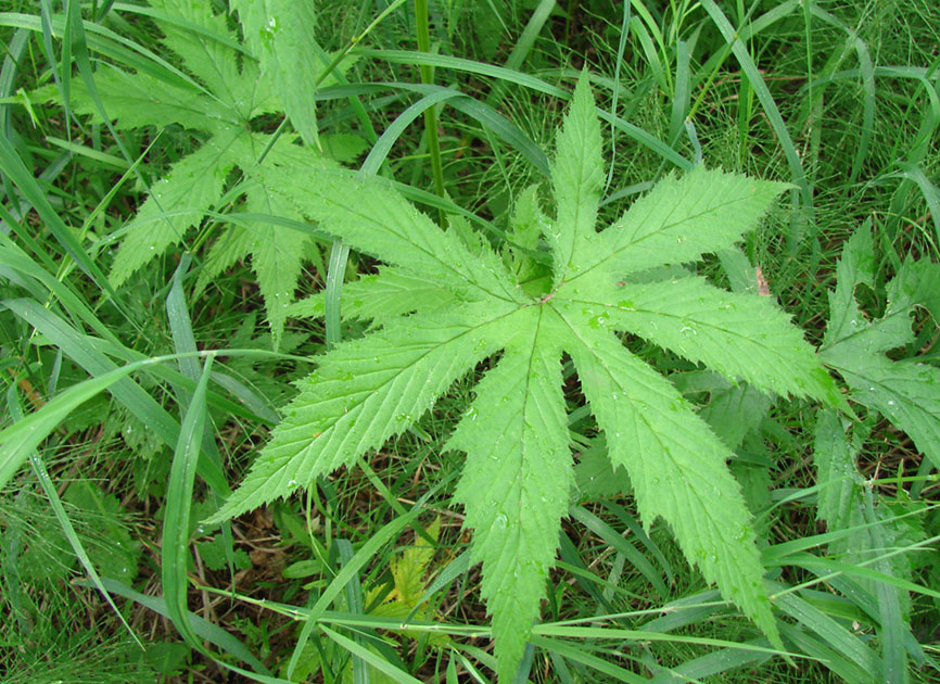 Image of Filipendula palmata specimen.