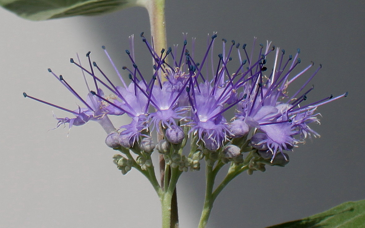 Image of Caryopteris &times; clandonensis specimen.