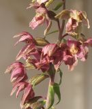 Epipactis helleborine. Средняя часть соцветия. Германия, г. Кемпен, в лесопосадке. 26.07.2012.