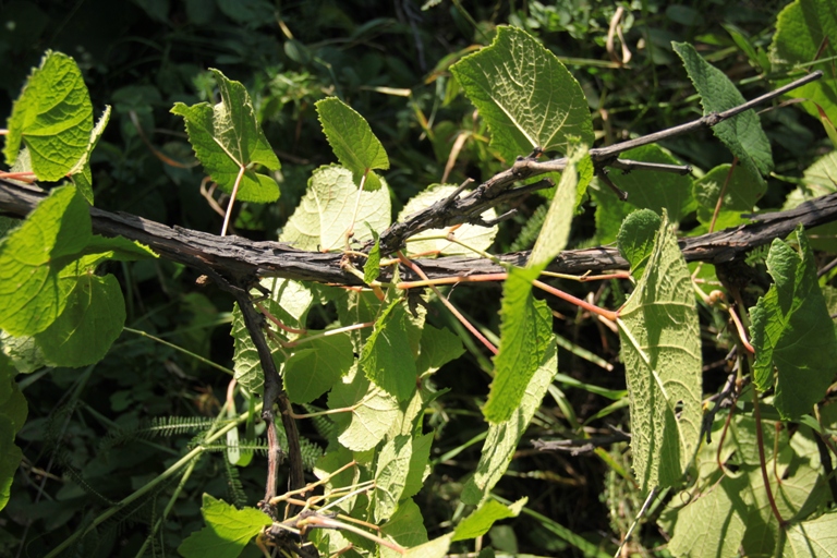 Изображение особи Vitis amurensis.