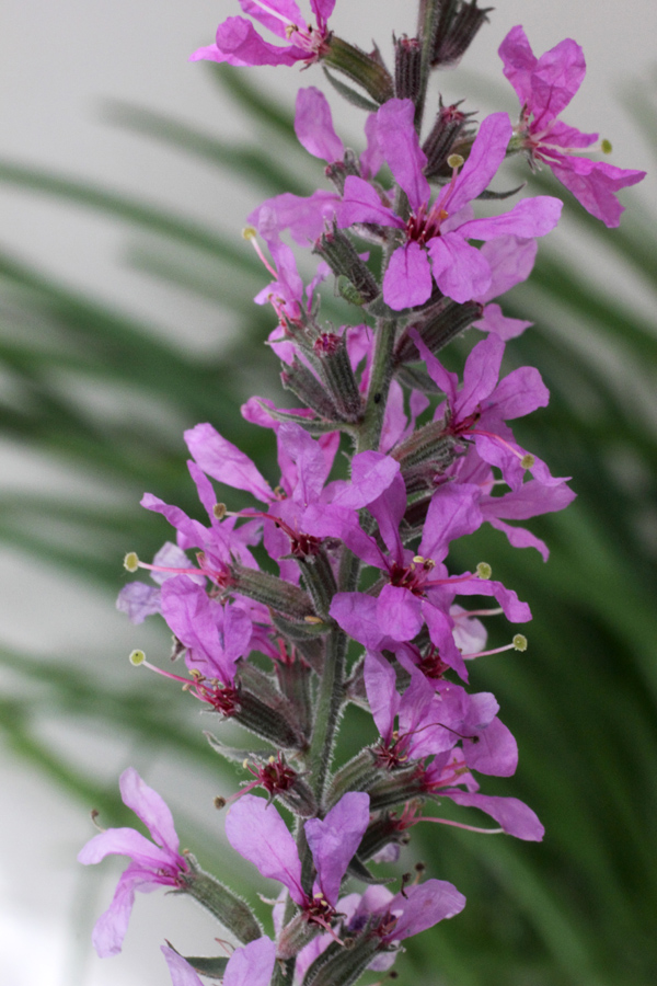 Image of Lythrum salicaria specimen.