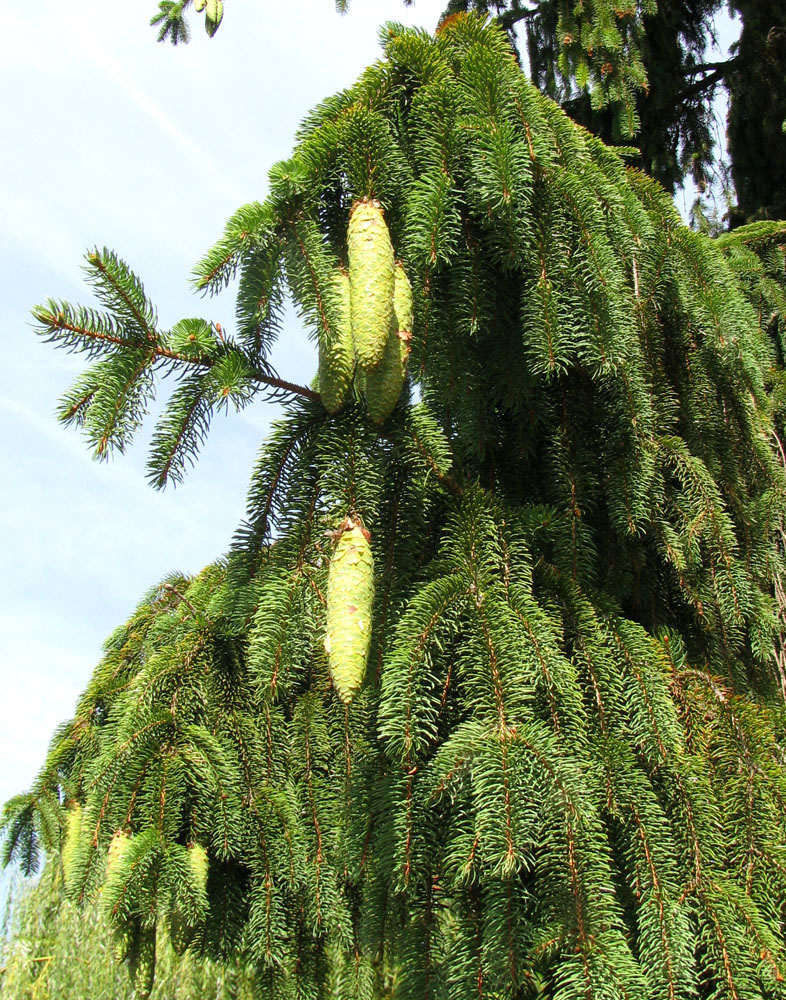 Image of Picea abies specimen.