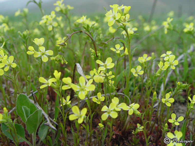 Image of Erysimum repandum specimen.