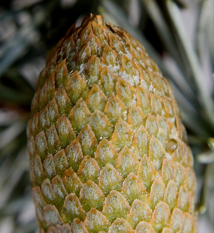 Image of Cedrus atlantica specimen.