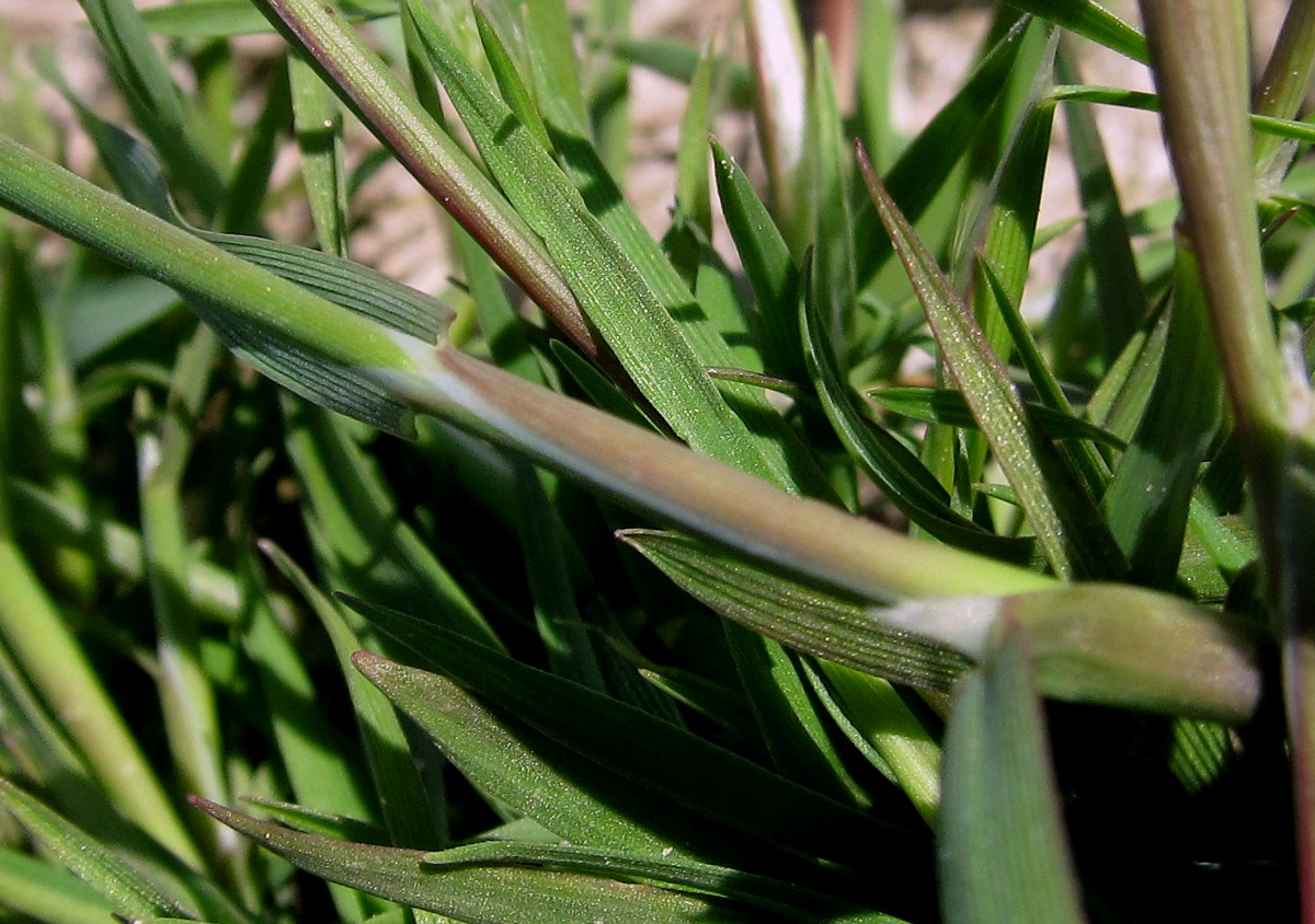 Изображение особи Polypogon maritimus.