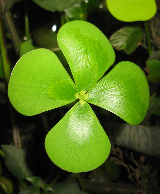 Image of Marsilea mutica specimen.