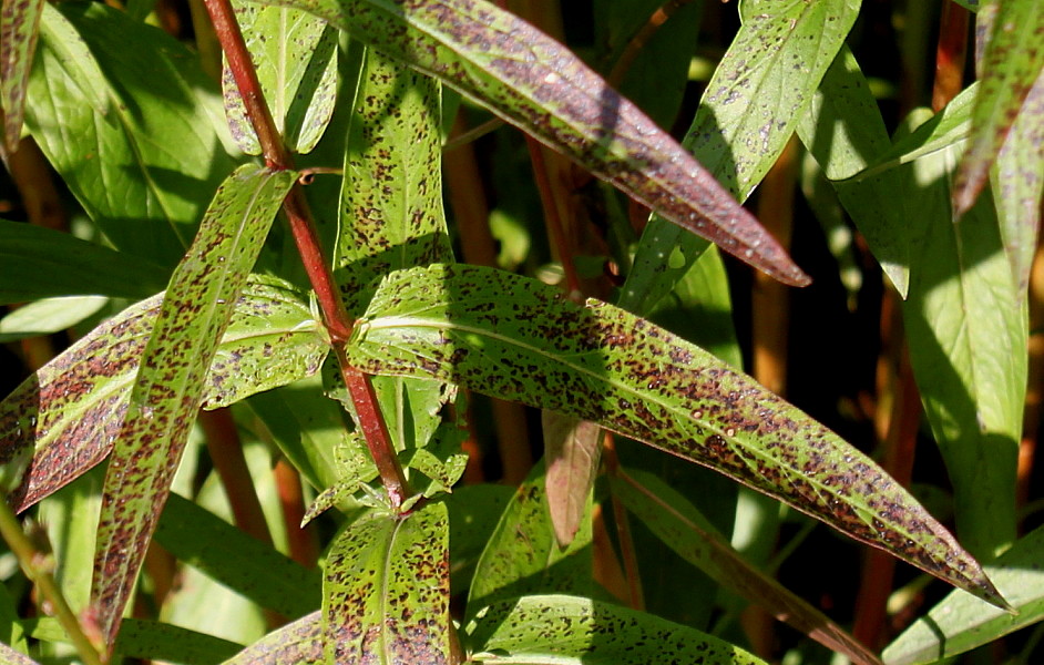 Image of Lythrum salicaria specimen.