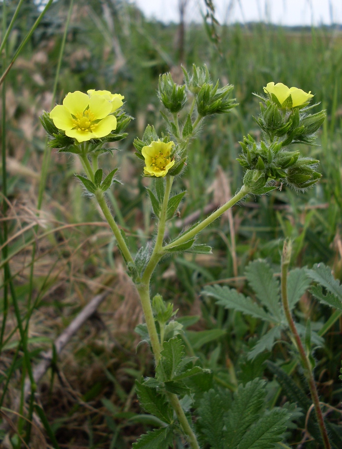 Изображение особи род Potentilla.