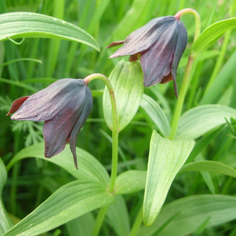 Image of Fritillaria camschatcensis specimen.