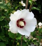 Смотреть изображение Hibiscus syriacus