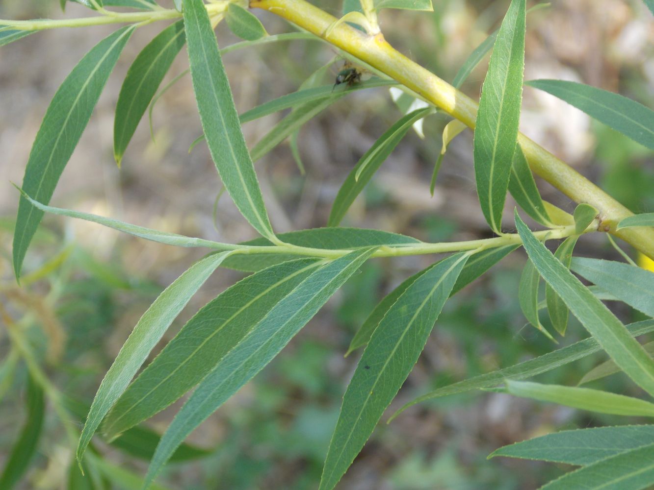 Image of Salix &times; sepulcralis specimen.