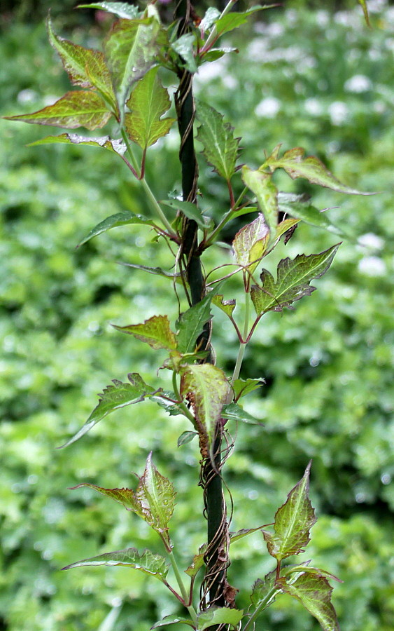 Image of Leycesteria formosa specimen.