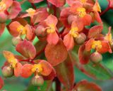 Euphorbia griffithii. Часть соплодия с развивающимися плодами. Германия, г. Krefeld, Ботанический сад. 08.06.2013.