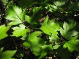 genus Crataegus. Листья. Краснодарский край, м.о. город-курорт Анапа, окр. пос. М. Утриш, прибрежная гора, скальнодубово-грабово-буковый лес с примесью можжевельника. 28.07.2013.