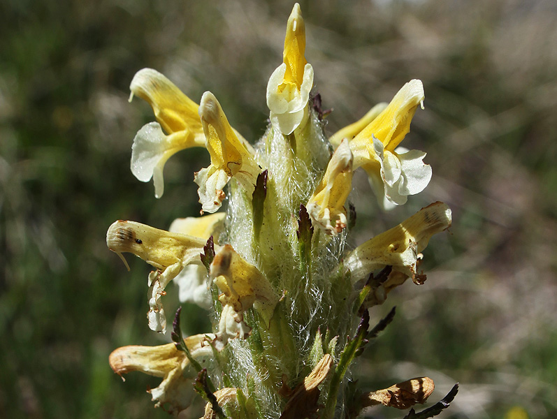 Image of Pedicularis condensata specimen.