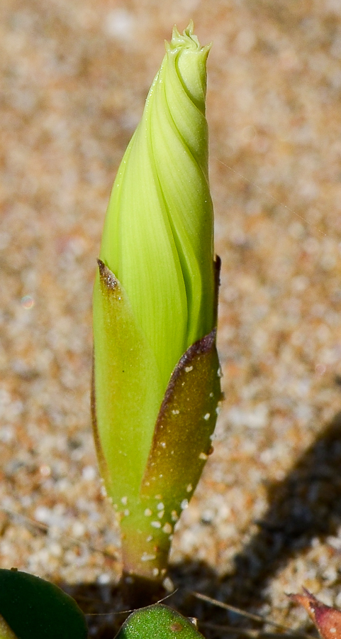 Image of Ipomoea imperati specimen.