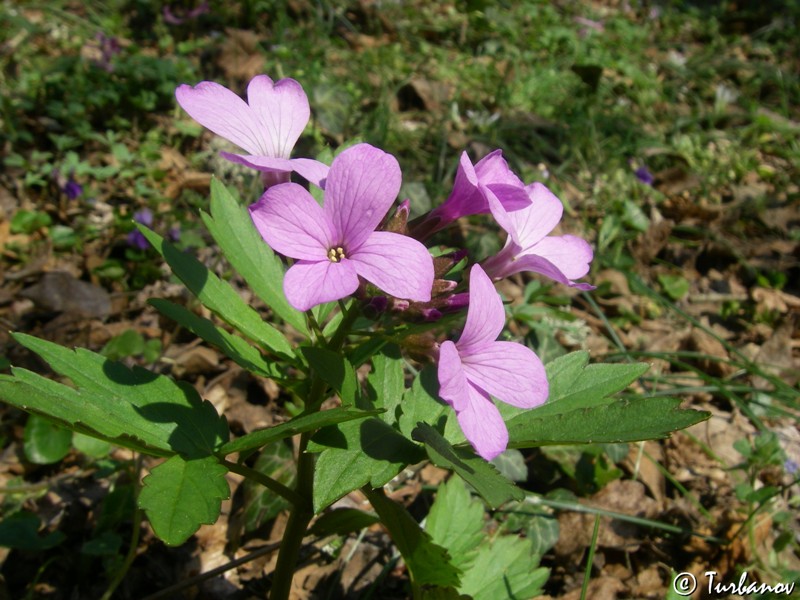 Image of Cardamine quinquefolia specimen.