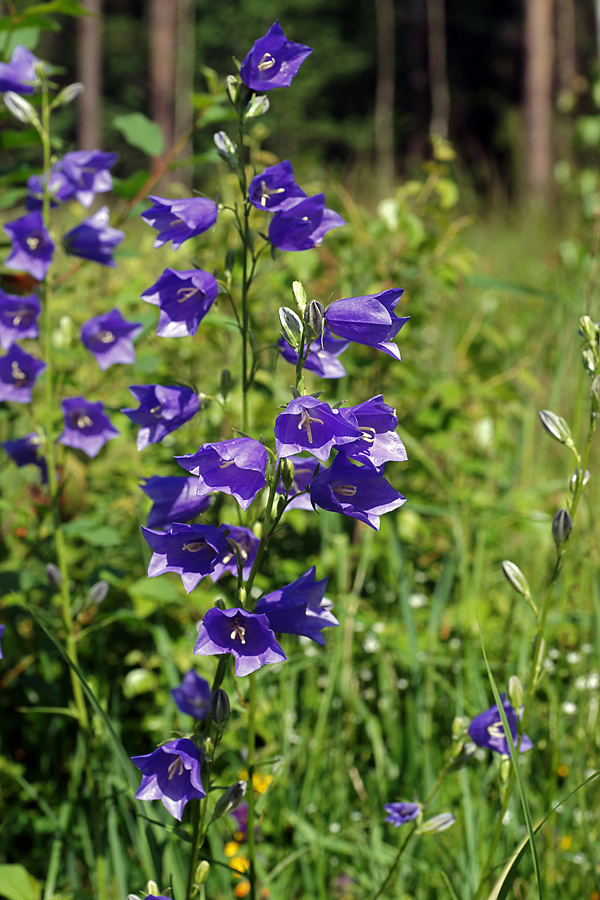 Image of Campanula persicifolia specimen.